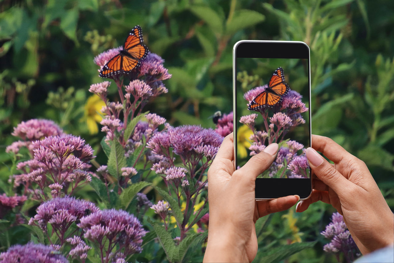 inat phone screen bioblitz