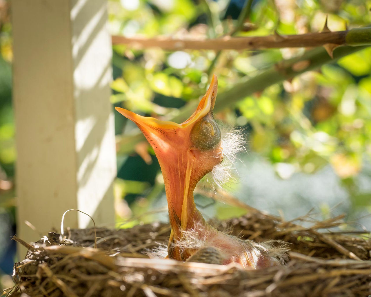 Baby bird in a nest
