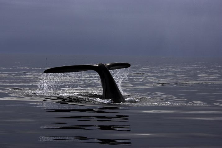 Right Whale
