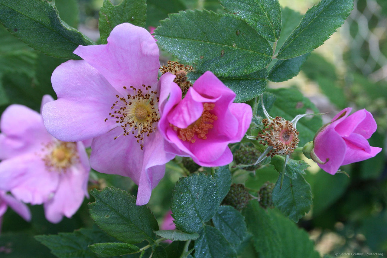 sarah-coulber-rose-flower.jpg