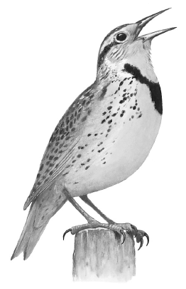 illustration d'un oiseau